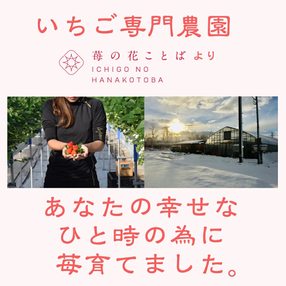 ギフトいちご大粒越後姫W700g18〜36粒【送料無料】｜【越後姫